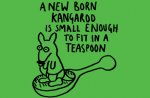 newborn kangaroo.jpg