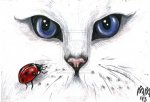 cat & ladybug.jpg