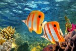 orange striped fish.jpg