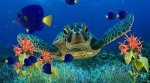 sea turtle close up.jpg