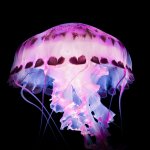 pink jellyfish.jpg