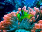 coral refuge.jpg