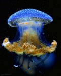 blue jellyfish.jpg