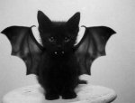 bat cat.jpg