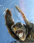 sea turtle selfie.jpg