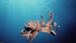 an octopus.jpg