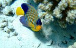 blue and yellow fish.jpg