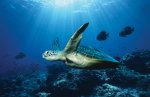 ocean-turtle3.jpg