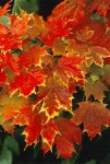 maple leaf foliage.jpg