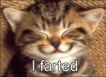 Funny cat images orkut scraps.jpg