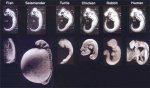 embryo2.jpg