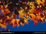 leaf colors.jpg