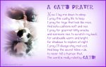 A Cat's Prayer.jpg
