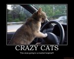 mentally crazy cat.jpg