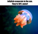 jellyfish water.jpg