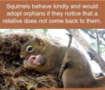 kind squirrels.jpg