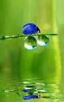 A Blue Ladybug.jpg