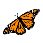 animated-butterfly.gif