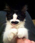 mustache kitty.jpg