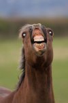 awesome-funny-horse-smile-11.jpg