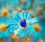 blue ladybug on flower.jpg