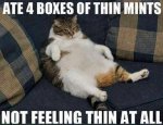 Thin Mints Cat.jpg