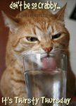 thirsty cat.jpg