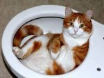 Toilet Cat.jpg