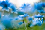blue flowers.jpg