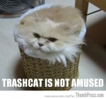 Trash Cat.jpeg