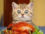 Turkey Cat.jpg