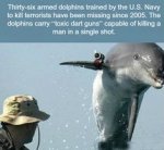 armed dolphins.jpg