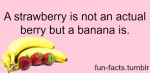 berry.png