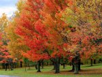 classic fall colors.jpg