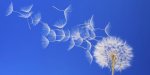 Dandelion Seeds.jpg