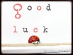 Good Luck Ladybug.jpg