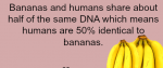 human banana.png
