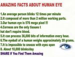 Human Eye Facts.jpg