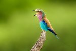 colorful bird.jpg