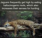 jaguar high.jpg