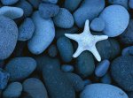 Starsea-Ocean-Life-Wallpaper.jpg