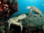 curious sea turtles.jpg