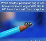 morphine frog.jpg