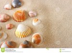 Seashells.jpg