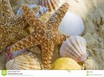 seashells & starfish.jpg