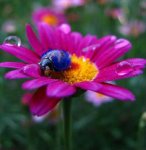 ladybug on pink flower.jpg