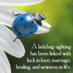 Ladybug Sighting.jpg