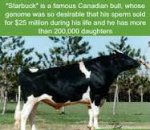 Starbuck bull.jpg