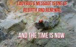 Ladybug's Message.jpg