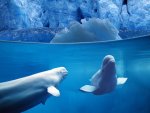 2 Beluga whales.jpg